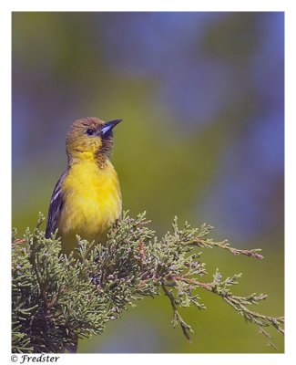_DSC2144-Oriole-W.jpg