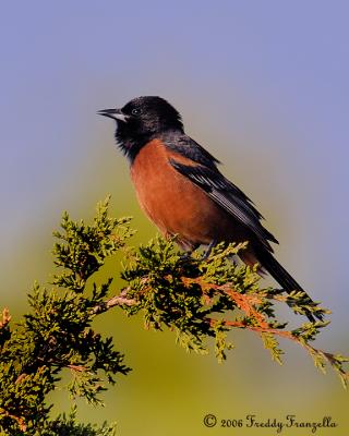 Orchard-Oriole.jpg