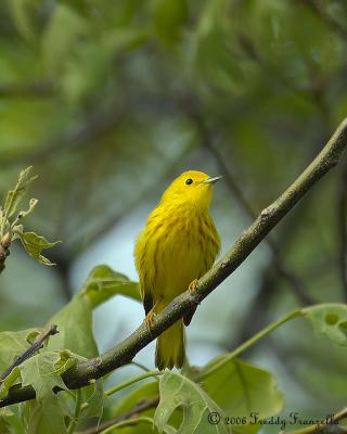 Yellow-Warbler.jpg