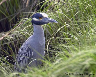 _DSC2571-Yellow Crown Night Heron.jpg