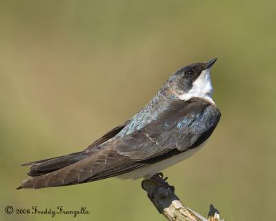 _DSC3041-Female-Tree-Swallow.jpg