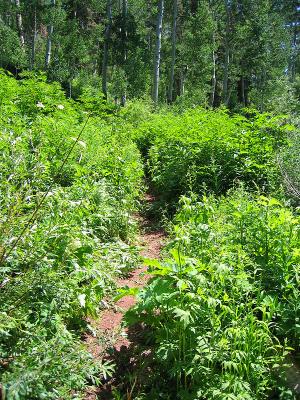 Trails 2000 - Colorado Trail Weekend