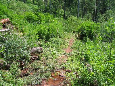 Trails 2000 - Colorado Trail Weekend