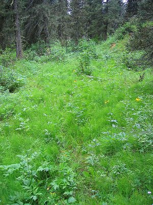 Junction Creek Rd to South Fork to Hermosa Creek