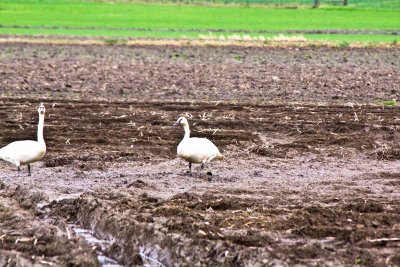 geese_and_swans