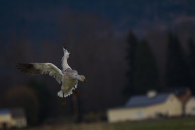 20120101-IMG_0325.jpg