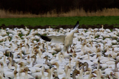 20120101-IMG_0334.jpg