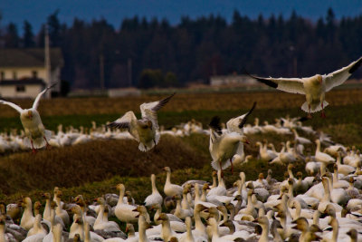 geese_and_swans