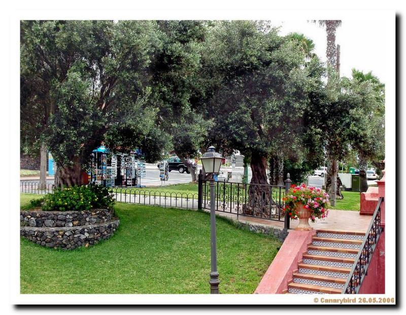 Olive Trees.JPG