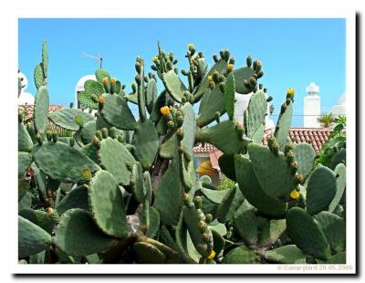 Opuntia Cactus.JPG