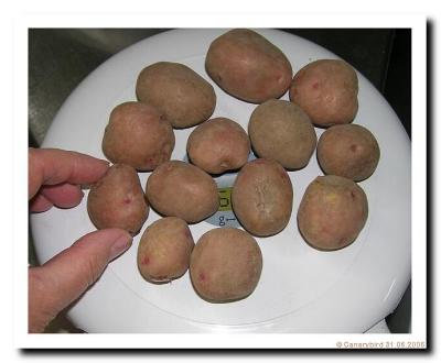 Potatoes for Salmon Salad.jpg