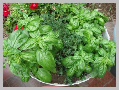 Basil & Thyme.jpg