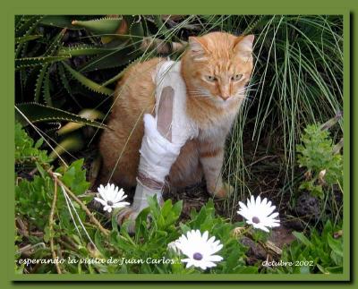 fluffy Oct 2002 .jpg