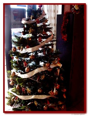 Oh Christmas Tree.JPG