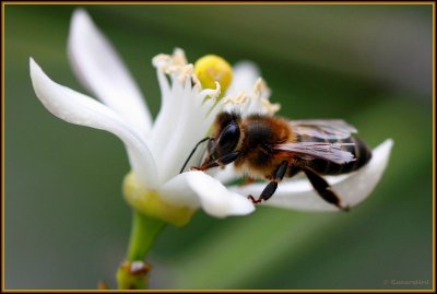 Bee on Lime Blossom.jpg