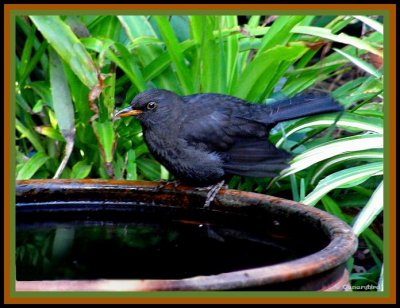 Blackbird Friday.jpg