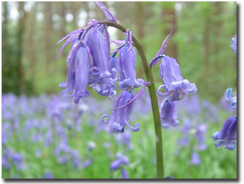 Bluebells1328002