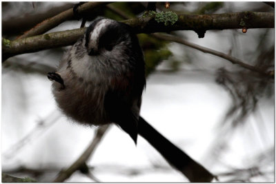 Long tail Tit feeding 70