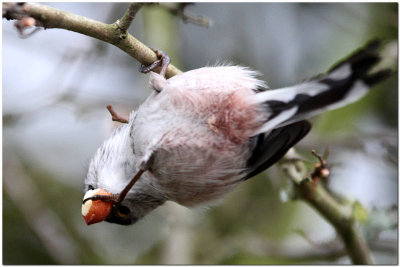 Long tail Tit feeding 62