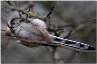 Long tail Tit feeding 92.