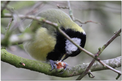 Great Tit feeding