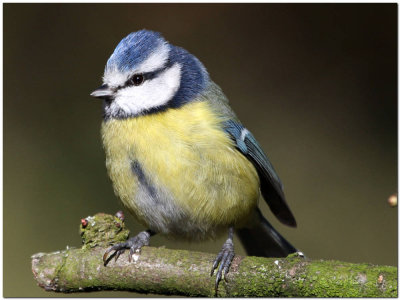 Bluetit   4416.JPG