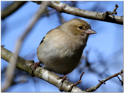 Female Chaffinch  4480.JPG