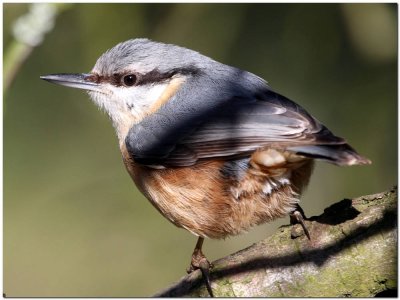 Nuthatch 4601