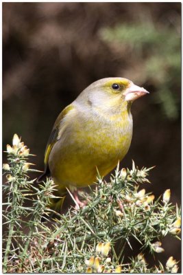 Green finch  5470