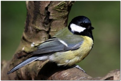 Great tit   5574.JPG