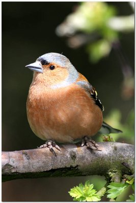 Chaffinch feet  5607.JPG