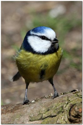 Blue tit   5563.JPG