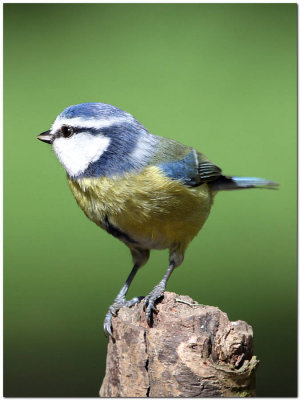 Blue tit post   5666.JPG