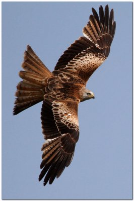 Red Kite banked 6435
