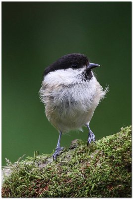 Willow Tit 8141.