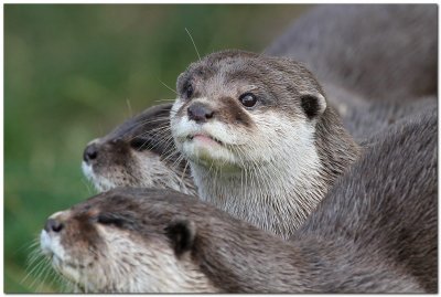 Short-clawed Otters