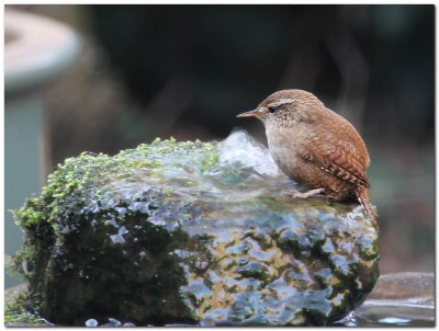 Wren bathing