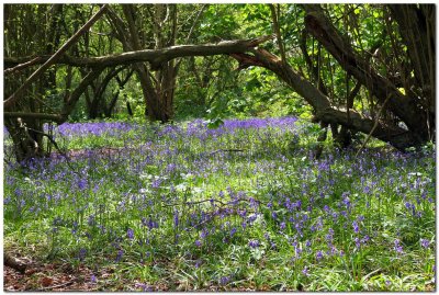 Bluebells 0090