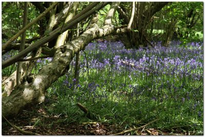 Bluebells 0099.