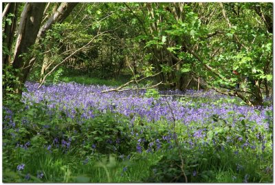 Bluebells 0200.