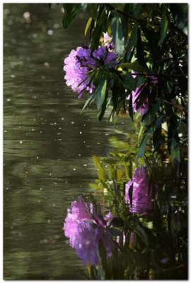 rhododendron refection