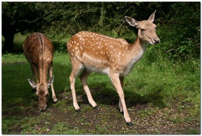 Fallow Deer 3187