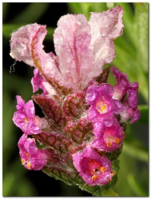 French Lavender 3833.