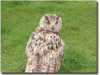 Eagle Owl watching Carol :-)