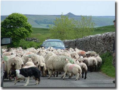 Rural traffic jam