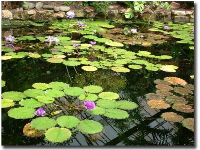 Stapley Water Gardens 028