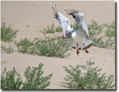 Black Headed Gull