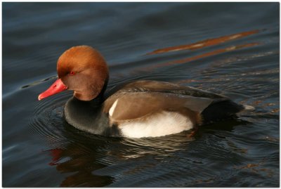 Red-Crested Pochard  Male 4115