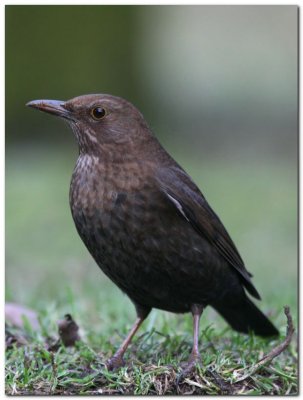 Blackbird female 5340_filtered