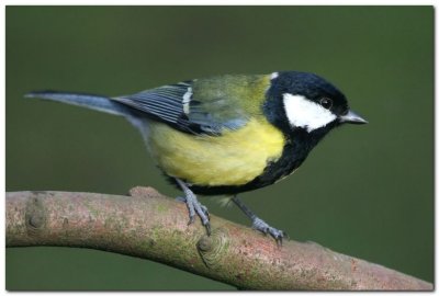 Great Tit 5367_filtered